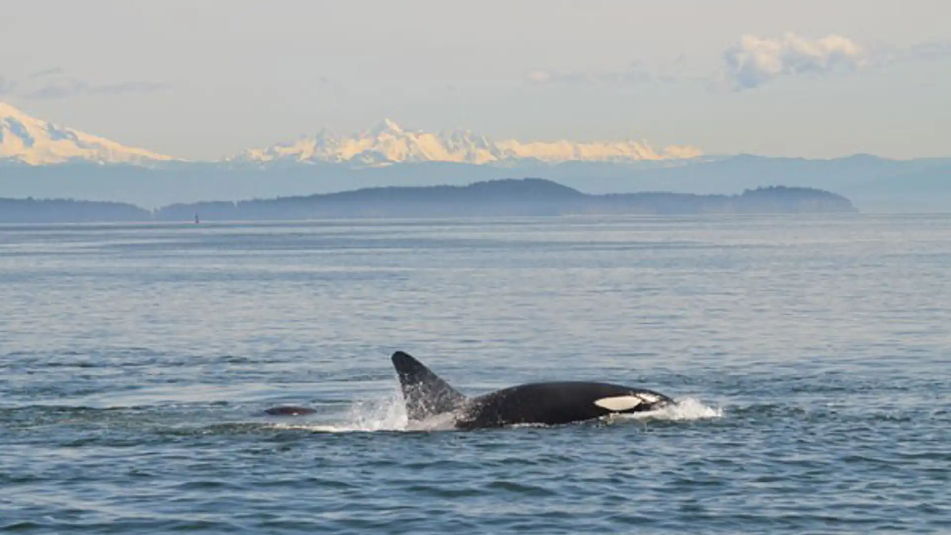 Whales of Canada's Inside Passage