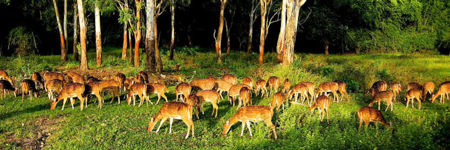Bhadra Wildlife Sanctuary - Chikmagalur, Karnataka 2021 | Trippyigloo -  Updated 2023