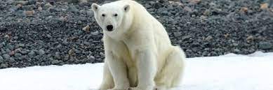 Spitsbergen Explorer: Wildlife Capital of the Arctic