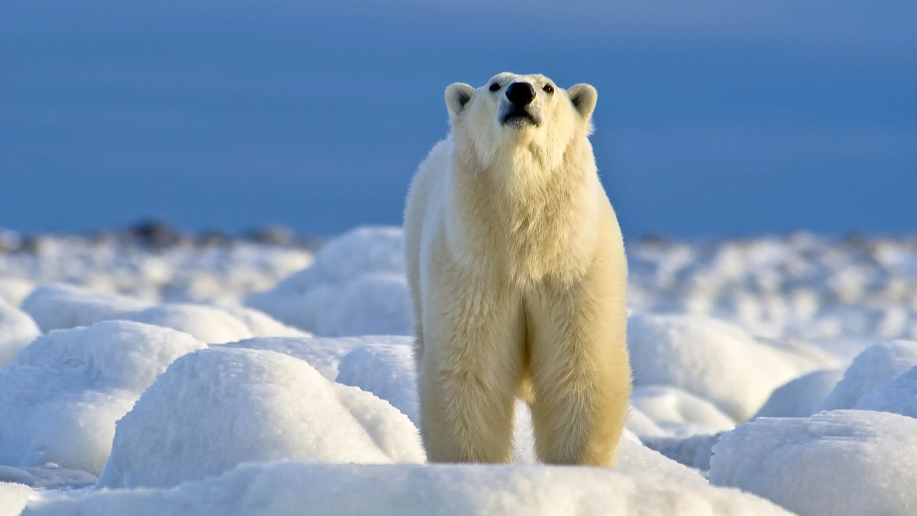 The Great Ice Bear 