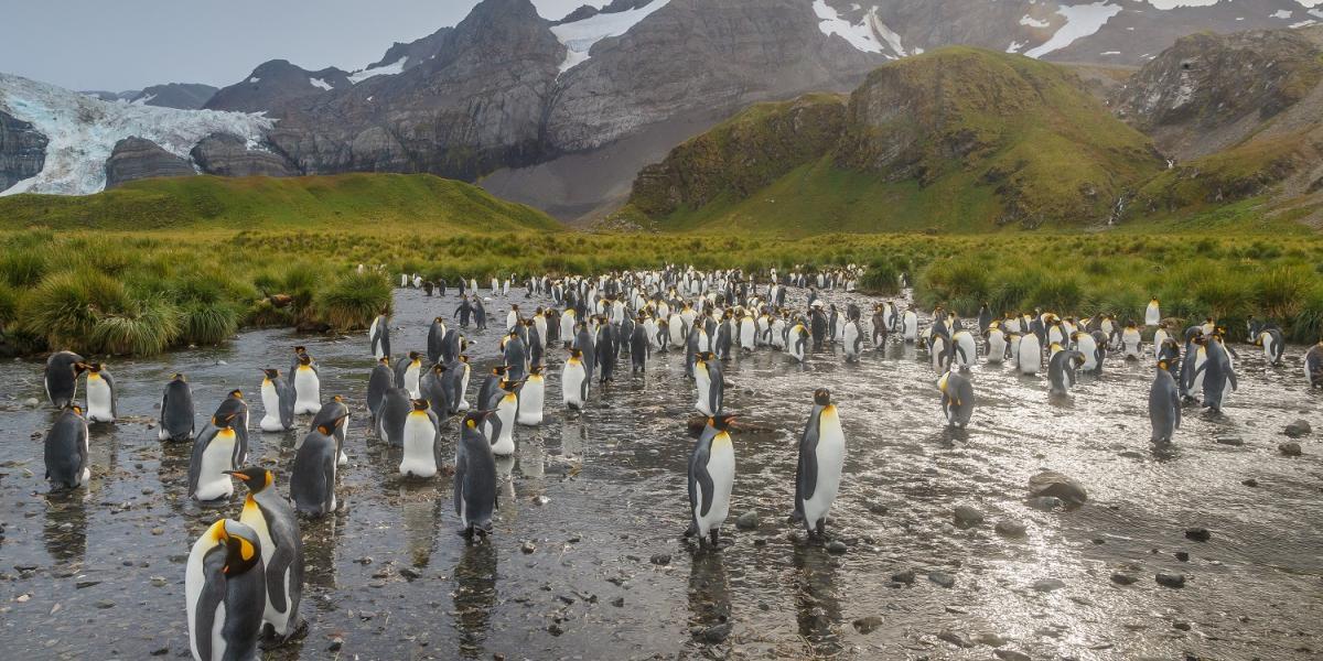 Falklands, South Georgia, and Antarctica: Explorers and Kings