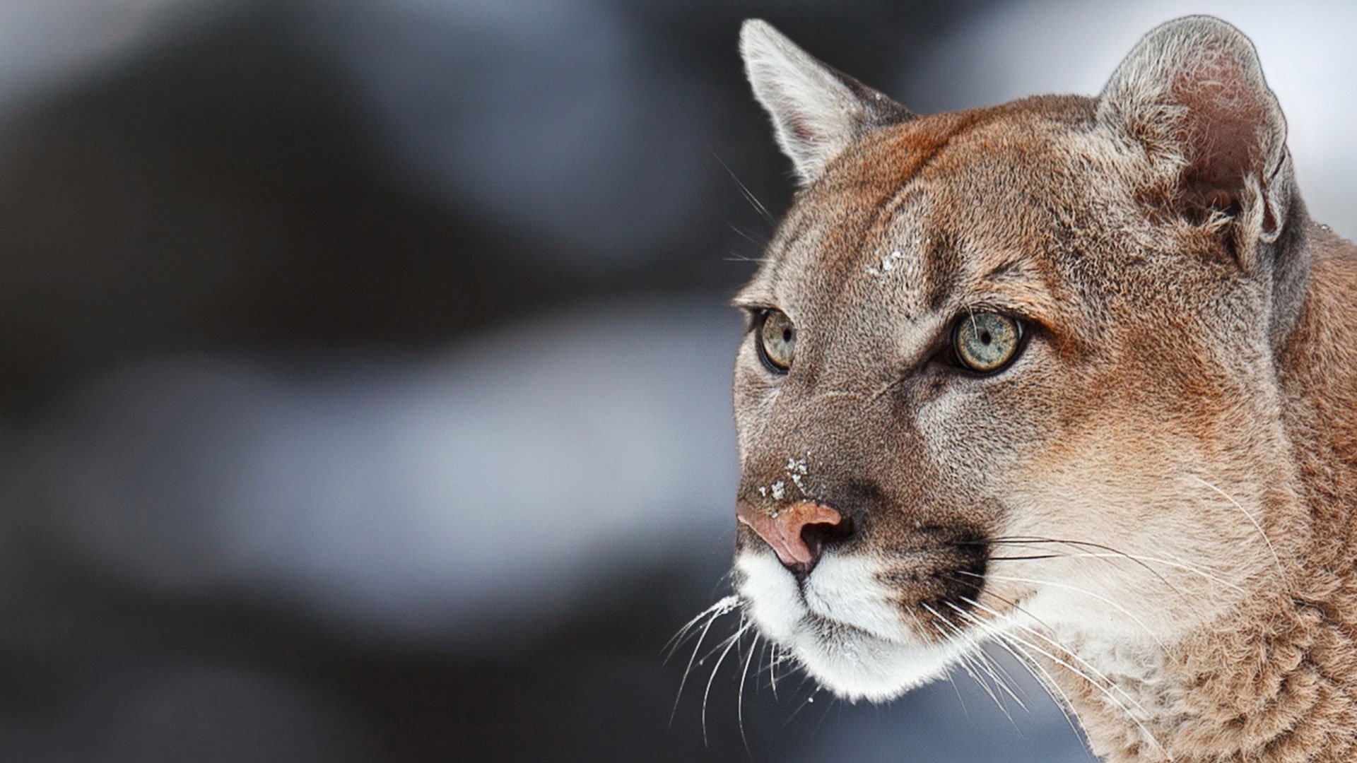 Puma Tracking And Wildlife Photography