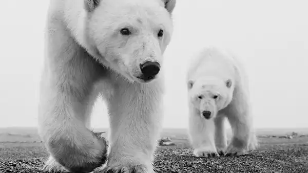 Svalbard Polar Bear Safari 