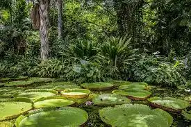 Jungles, Wetlands & Wildlife of Brazil 