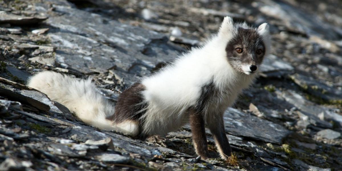 Spitsbergen In Depth: Big Islands, Big Adventure