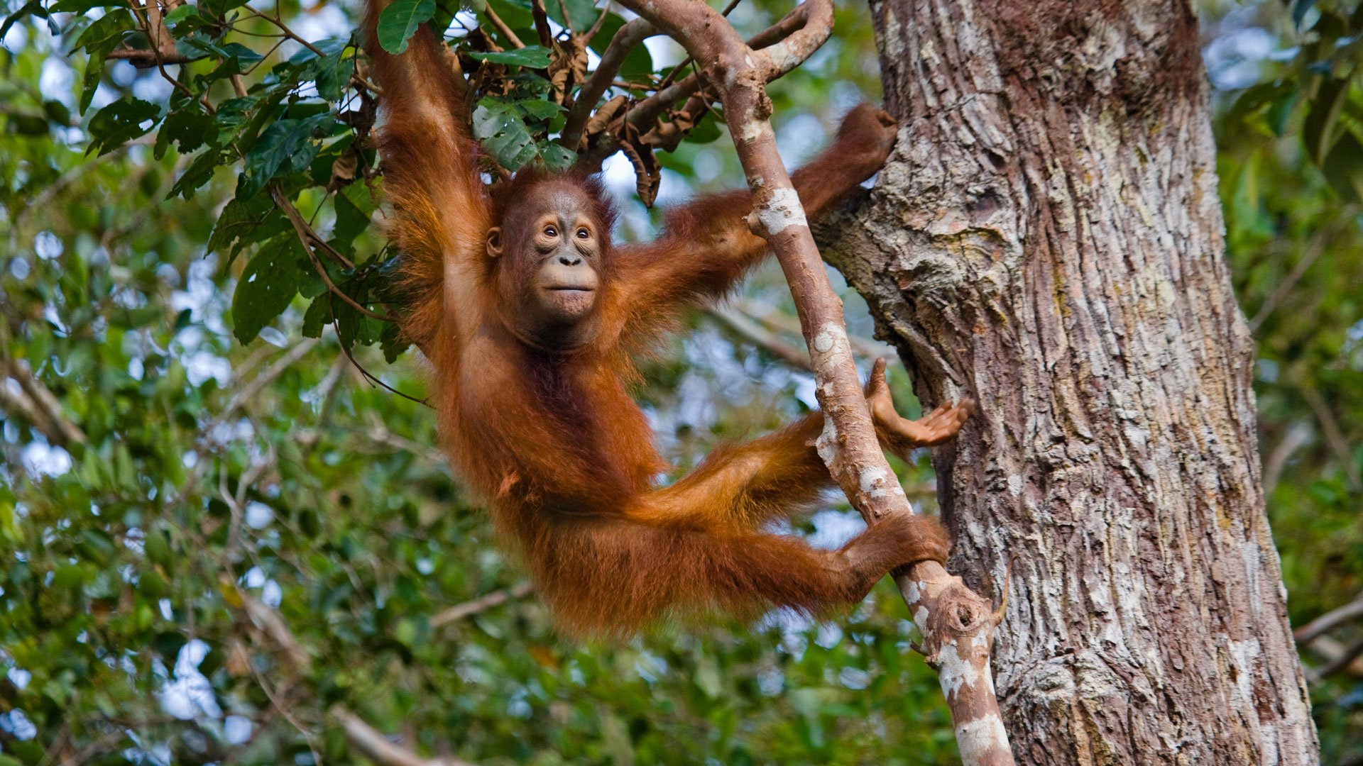 Exploring the Orangutans & Beaches of Borneo - Family Safari