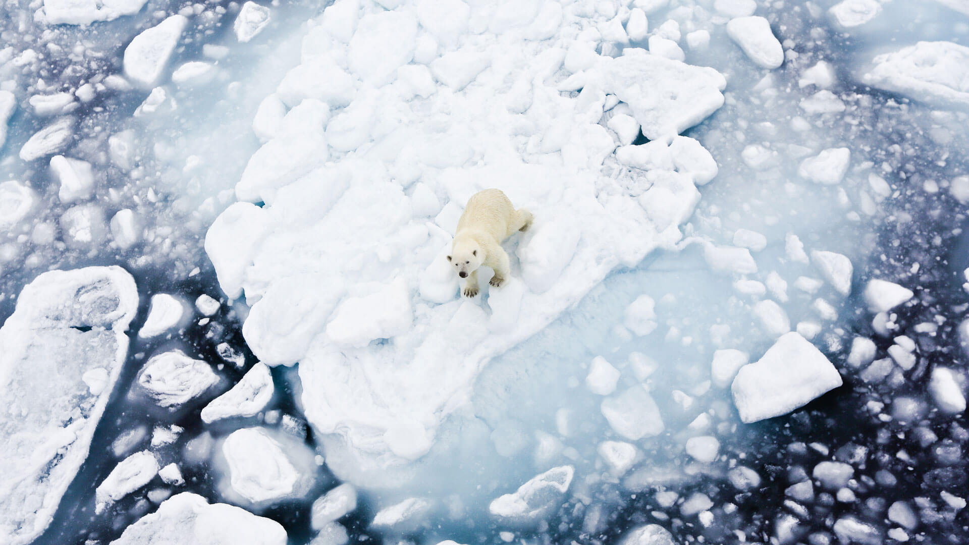 Churchill Polar Bears-Photo Tour