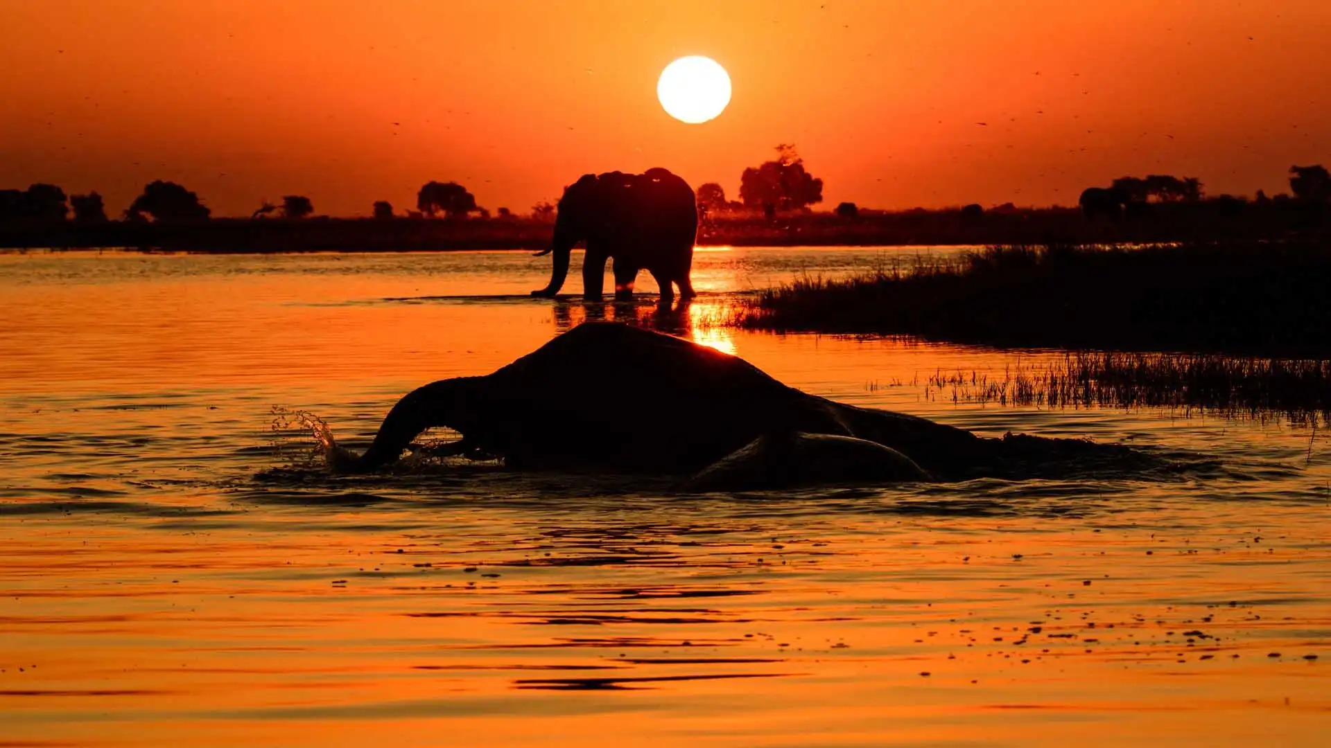 Botswana Silent Safari 