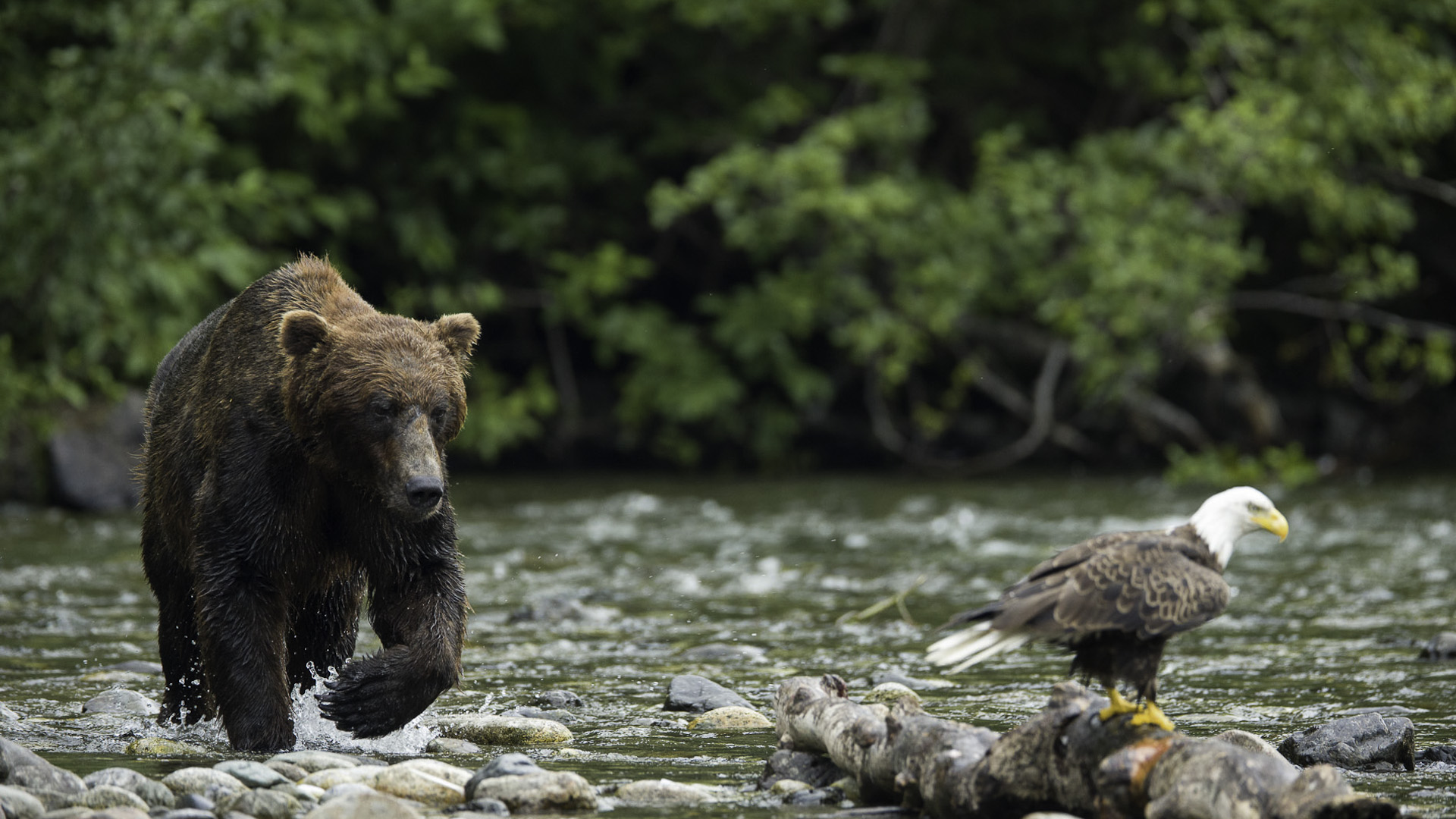 An Intimate Grizzly Bear Encounter